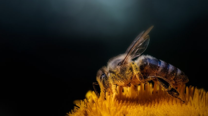 Les poils de l’abeille captent le pollen et facilent la récolte ! ©Wikicommon 